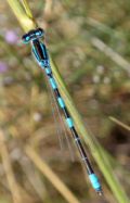 Coenagrion scitulum